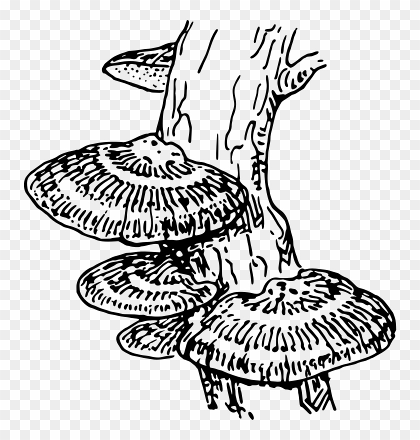 Medium Image - Fungi Clip Art #950087