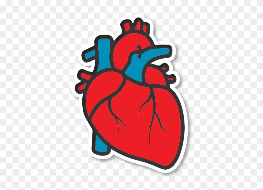 How Do You Communicate That In Only Seven Years From - Cartoon Human Heart  Drawing - Free Transparent PNG Clipart Images Download