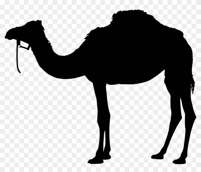 Camel, Animal, Silhouette, Back, Black, Desert, Design - Dromedary Silhouette #950901