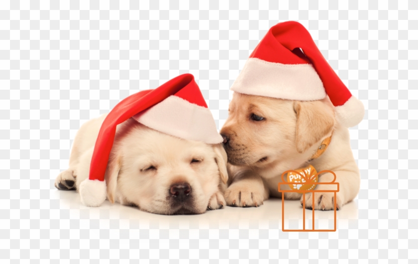 Two Puppies In Christmas Hats - Labrador Retriever #951076