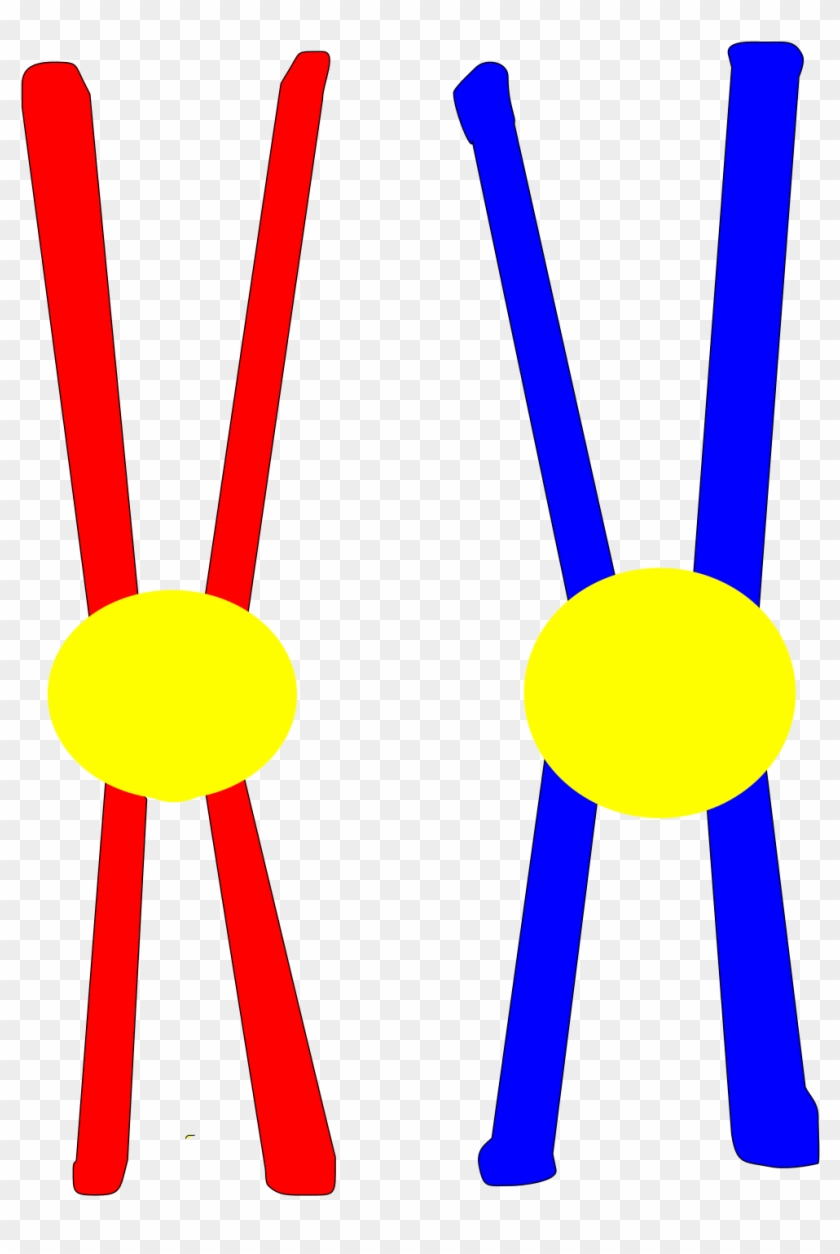 Chromosome Pair Drawing - Chromosome Pair #951407