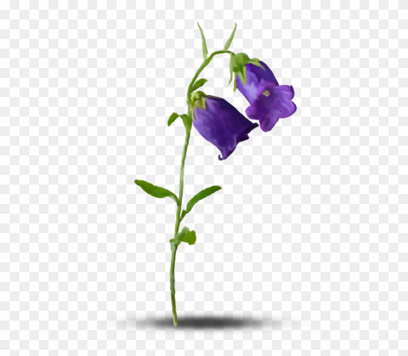 Дальше » - Flower #951456