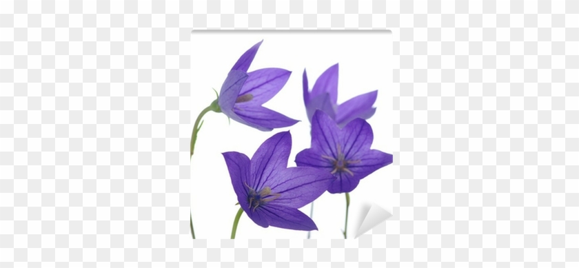 Bellflower #951477