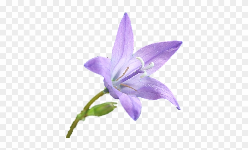 Les Chambres #951484