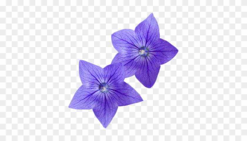 Flower Photography Platycodon - Platycodon Grandiflorus #951485