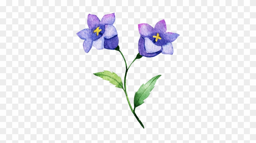 Platycodon - Lily #951487