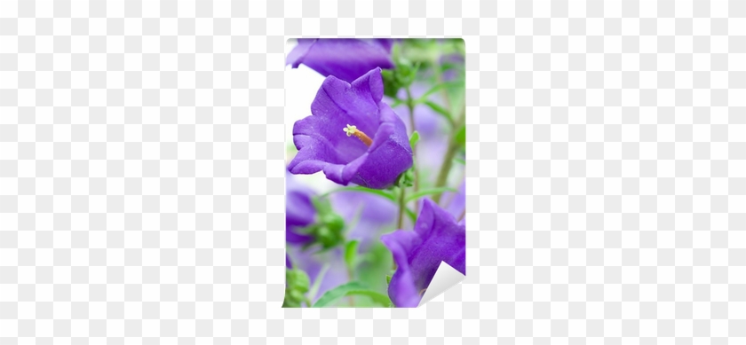 Bellflowers #951504