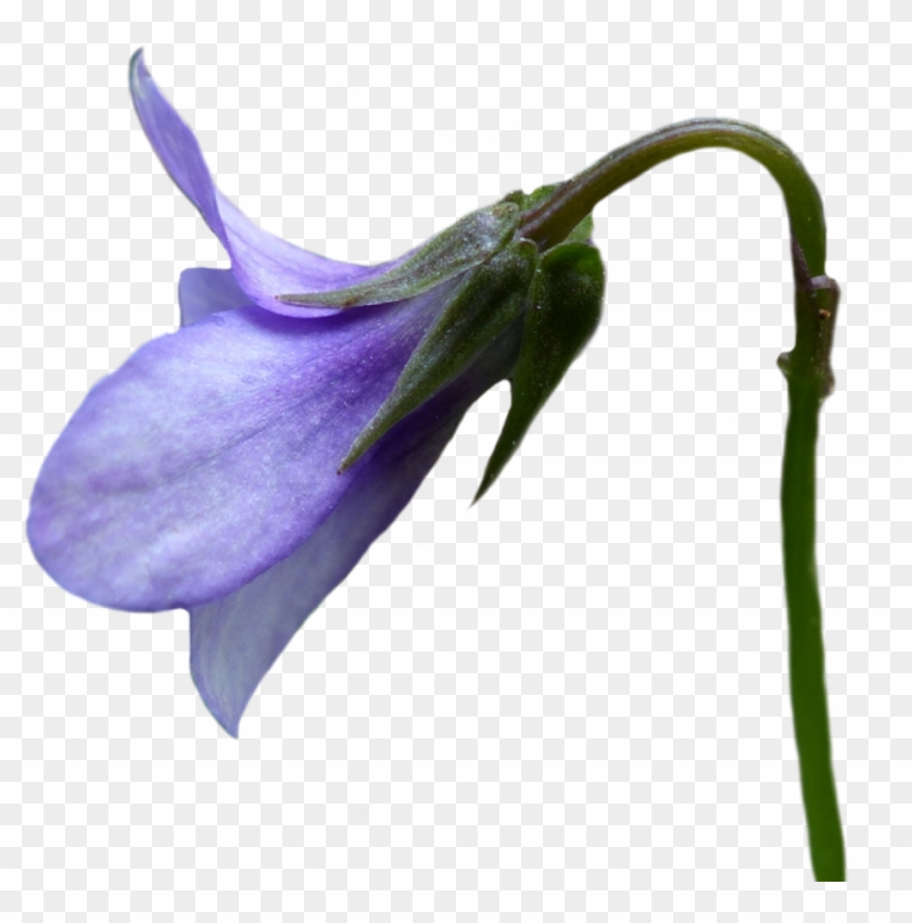 I'm Not Going To Trick You With This One - Harebell #951518