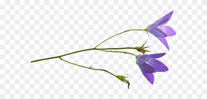 Png Клипарт Полевые Цветы - Harebell #951549