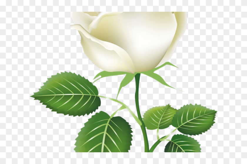 White Rose Clipart Gulab - Painted Rose Buds Png #951555