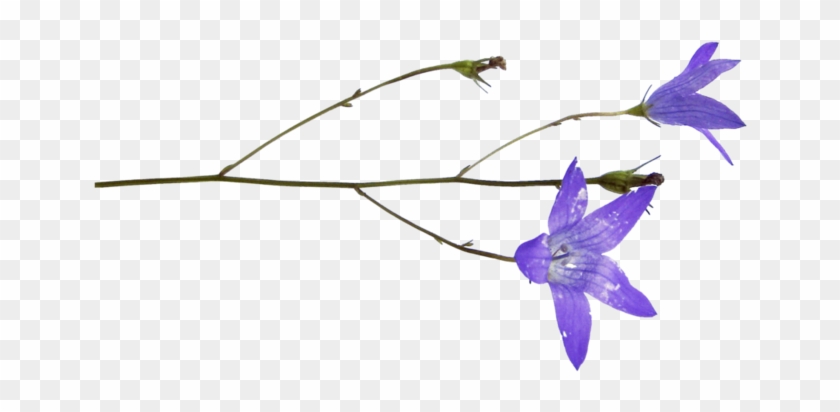 Png Клипарт Полевые Цветы - Balloon Flower #951584