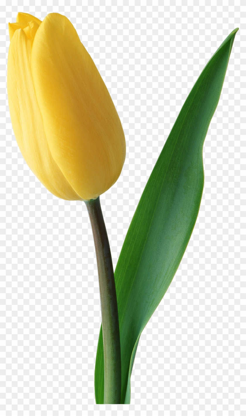 Yellow Tulip Flower Png #951603