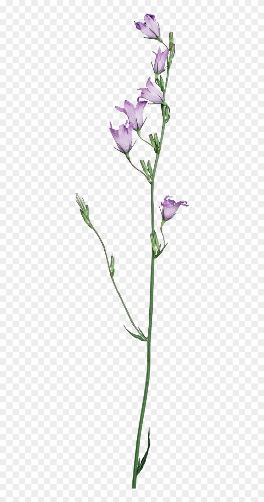 Scrap Kiss Me Little Frog - Tulip #951625