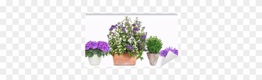 Flowerpot #951630