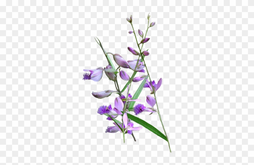 Senega - English Lavender #951631