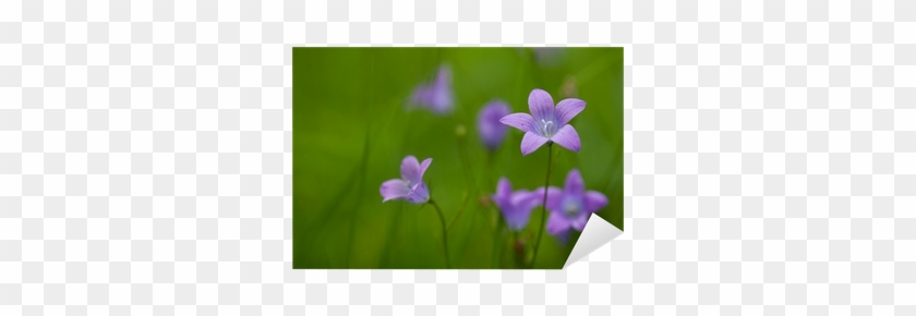Vinilo Pixerstick Flores De Color Violeta Sobre Fondo - Browallia Speciosa #951641