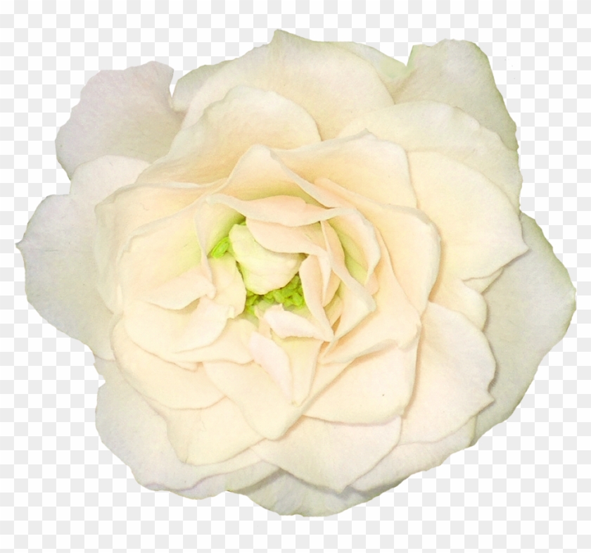 White Roses Picture Png Image - Portable Network Graphics #951672