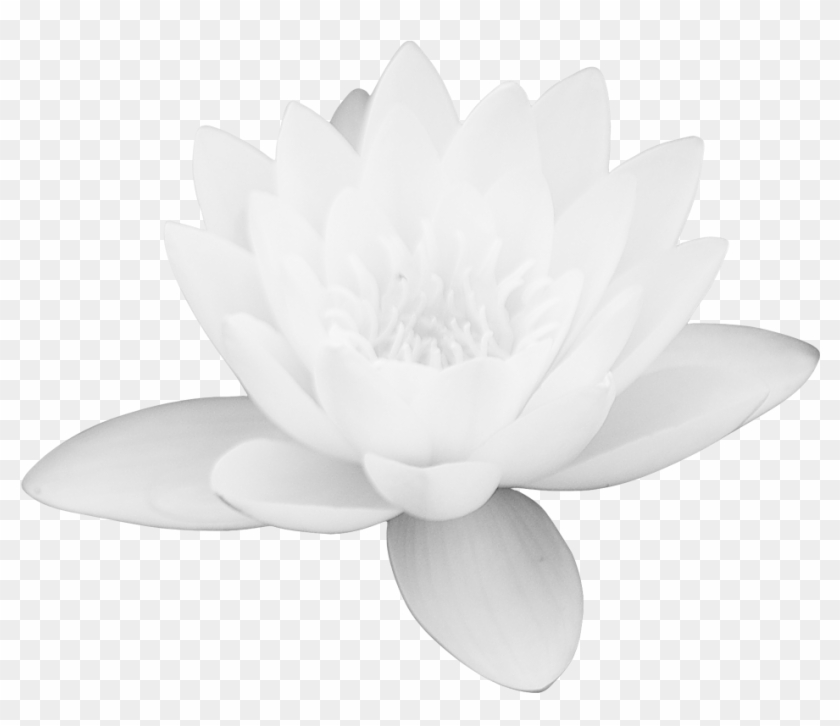 Blue Rose Clipart Blue Lotus - White Lotus Flower Png #951676