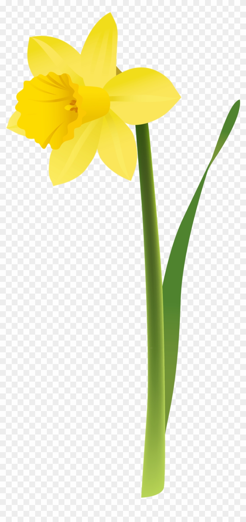 Tissue Paper Daffodil Clipart - Clip Art Daffodil #169928