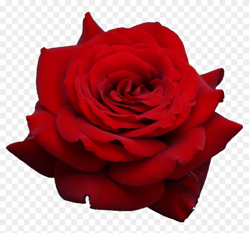 Red Rose Png Image, Free Picture Download - Red Rose Transparent Background #171076