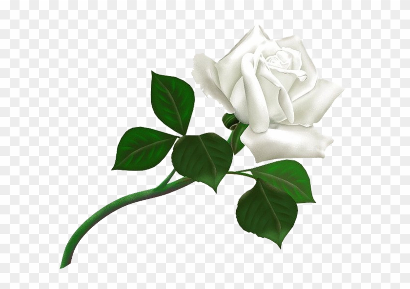 White Rose Png Image, Flower White Rose Png Picture - White Rose Png #171092