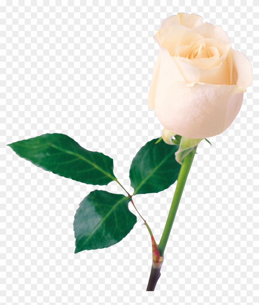 White Rose Clipart Transparent - White Rose Png #171114