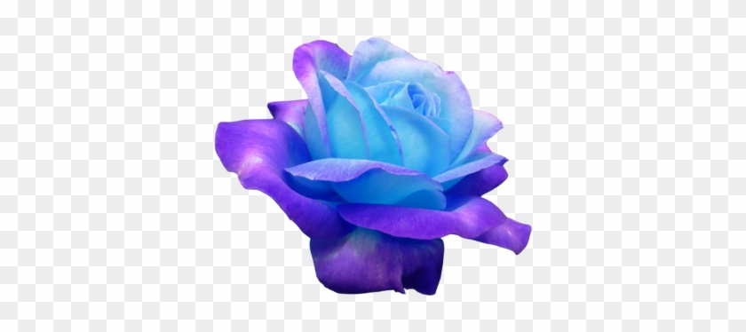 Ok Heres Another One I Wanted To Show U And Im Not - Real Blue Roses #171141