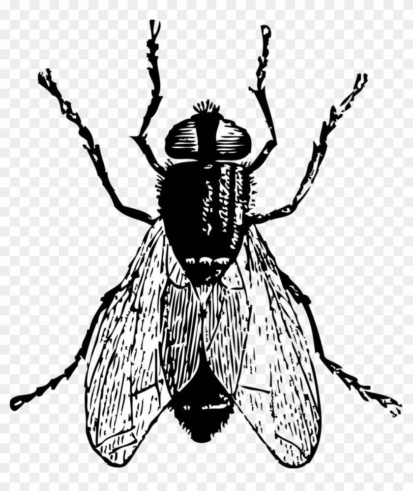 Fly Bug Insect Clip Art Free Vector / 4vector - Fly Black And White #171189