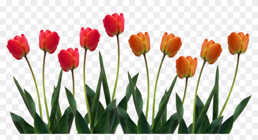 Tulip Png Pic Png Image - Tulip Png Pic Png Image #171861