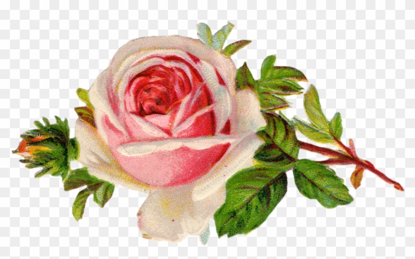 Rose - Vintage Rose Clipart Png #172405