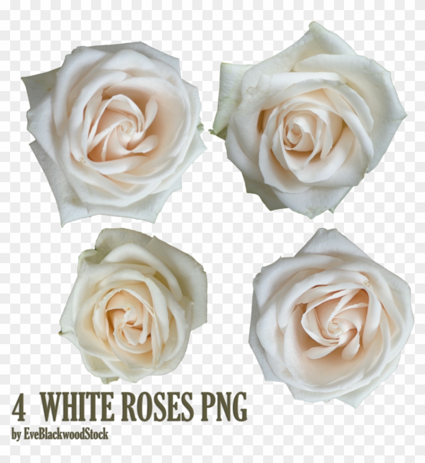 Stencil Flower Rose Fl Design Png 898 - Anne Bonny The Pirate #951706