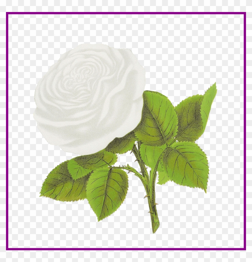 Marvelous Rose Flower Clipart Artwork Image Coquette - Clip Art #951709