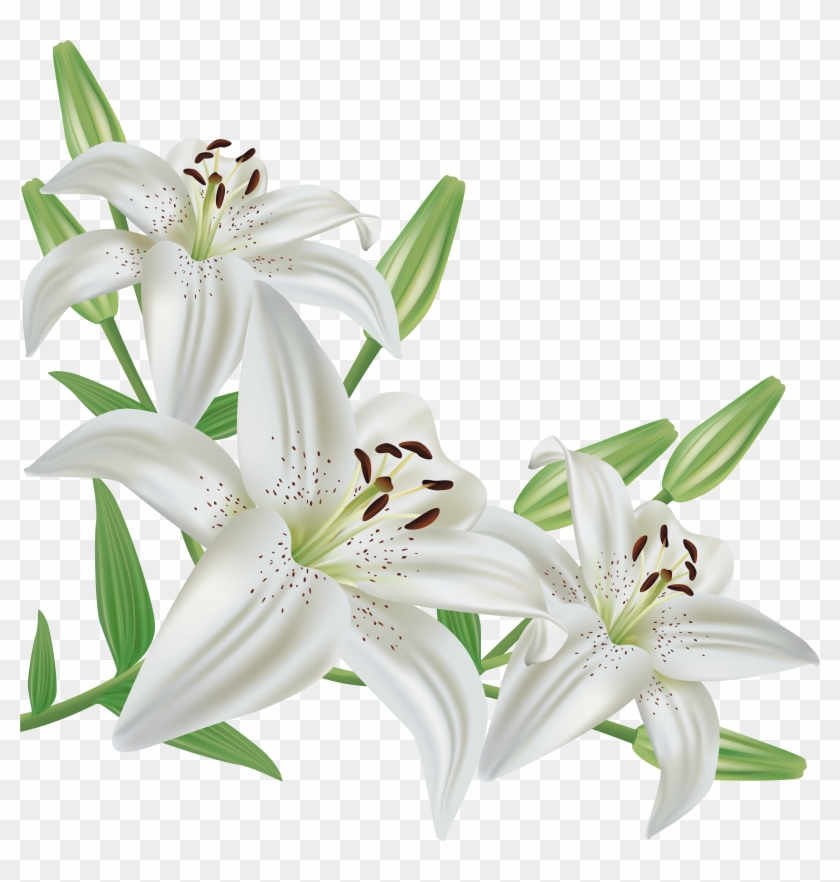 White Lilium Png Clipart Picture - Lily Flower Png #951734