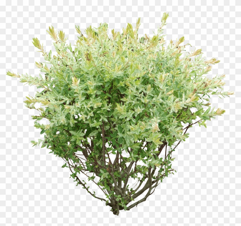 Rose Bush Clipart Green Bush - Bush Png #951774