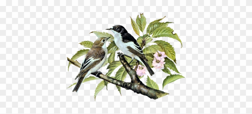 Basil Ede-"birds Of Town And Village" - European Pied Flycatcher #953088