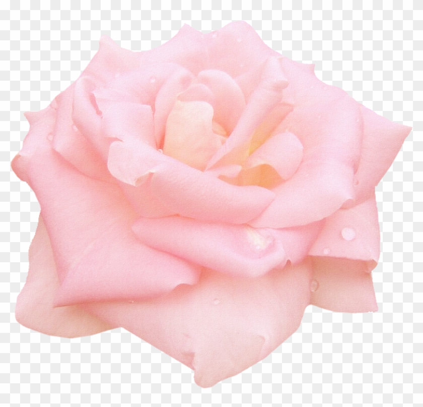 Pink Roses Garden Roses Centifolia Roses Floribunda - Garden Roses #953562