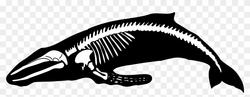 Humpback Whale Human Skeleton Blue Whale - Humpback Whale Bones #953571