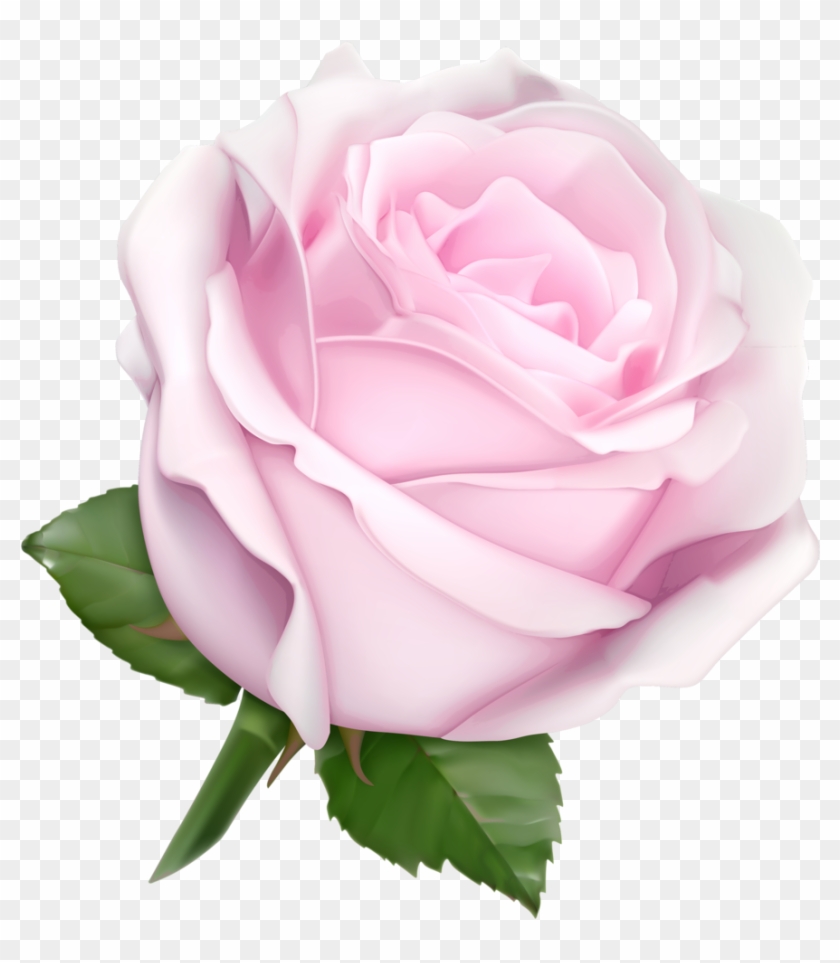 White Rosespink - White Rose Clip Art #953590