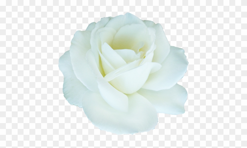 White Rose Clipart Beautiful Flower - Isolated Flower #953594
