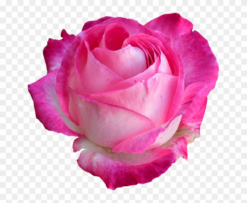 Rose, Bright Rose, Rose Png - Transparent Rose Png #953647