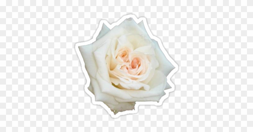 Sold A Sticker Of White Rose - Taiche - Photography - White Roses - Two Hearts - Marriage, #953679