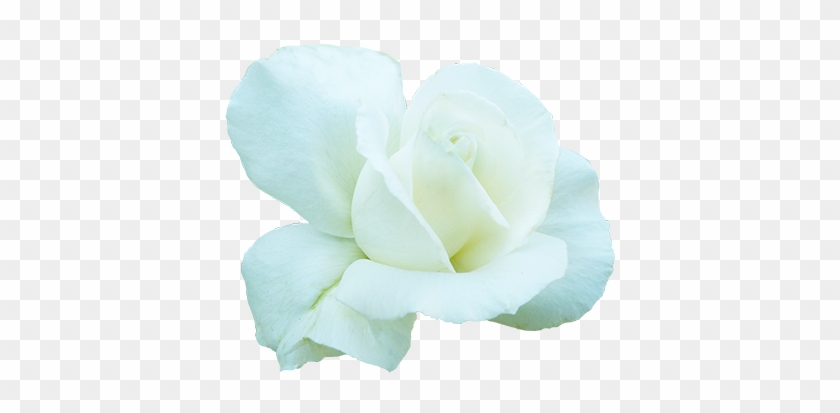 White Rose For Valentine's Day - Gardenia #953682