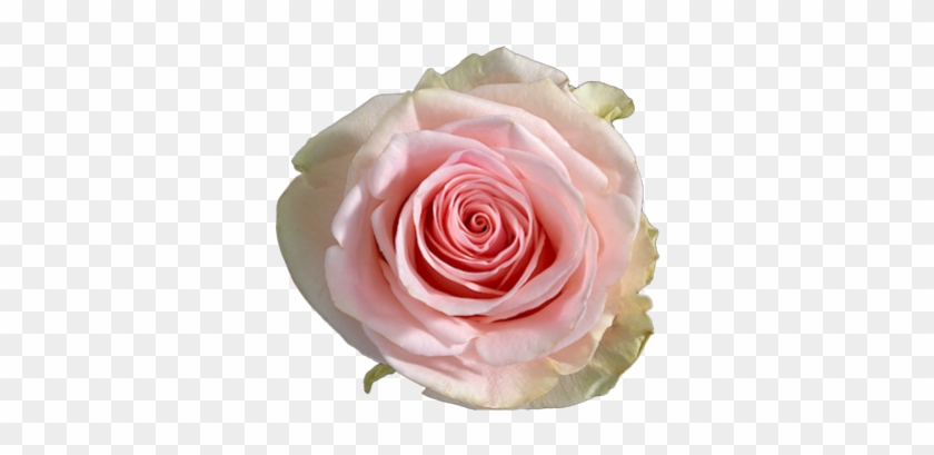 Duchesse R Gr Single Head Rose - R Gr Pink Athena #953684