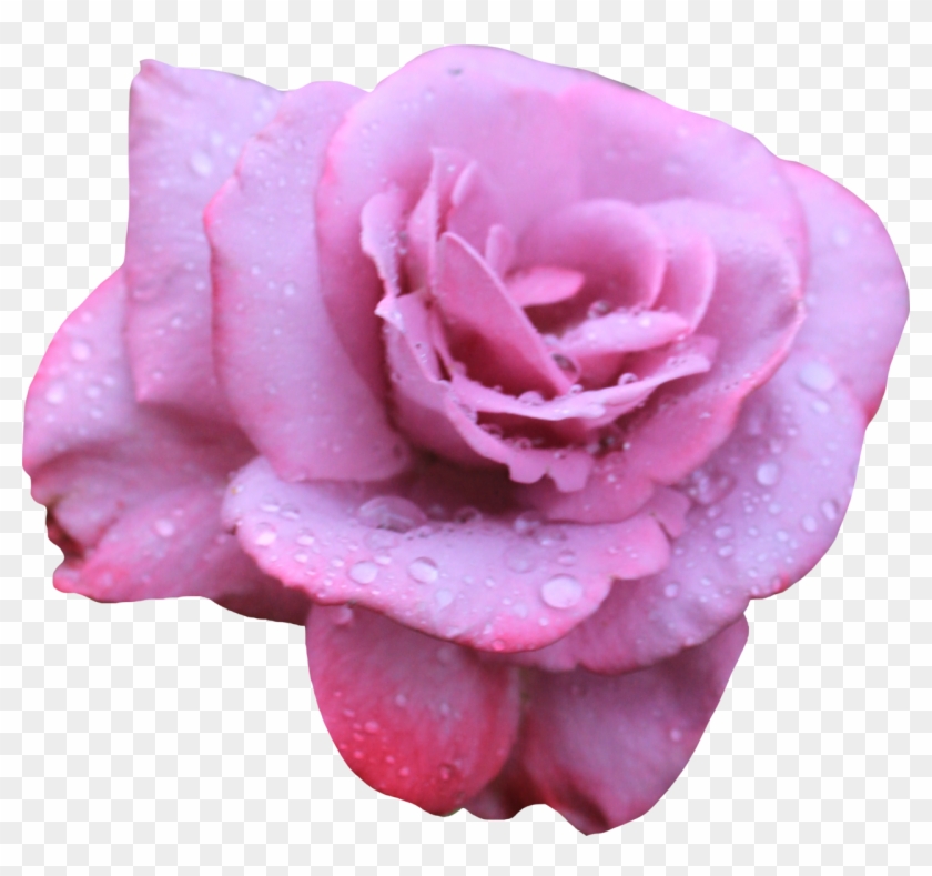 Lavendar Rose 02 Png By Thy Darkest Hour - Dark Pink Rose Png #953686
