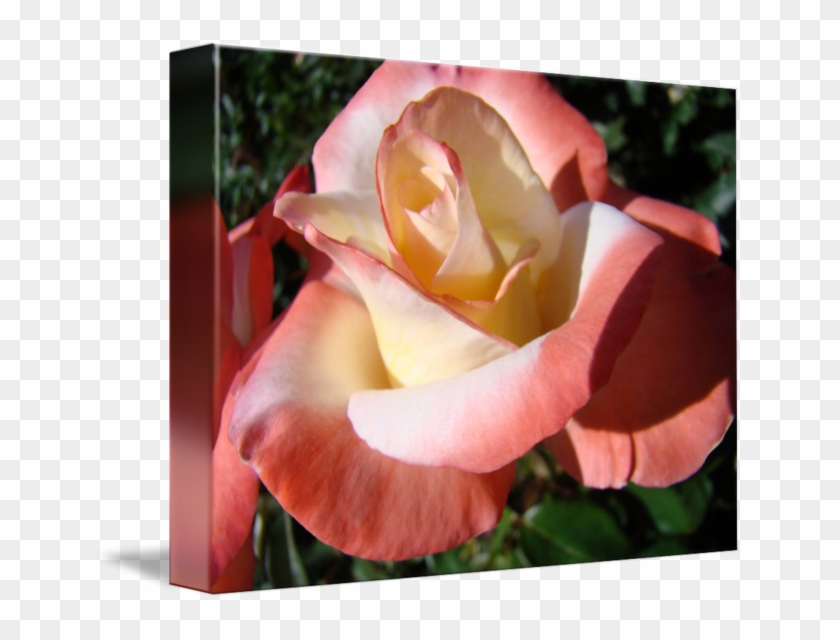 Rose Pink White Rose Garden 5 Rose Fine Art Prints - Rosa Rosen-knospen-blumen-raum-innere Rosen Grußkarte #953691
