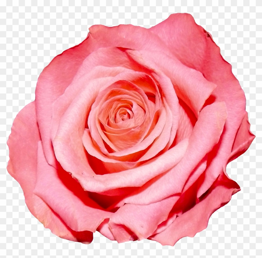 Pink Rose Flower Png #953697