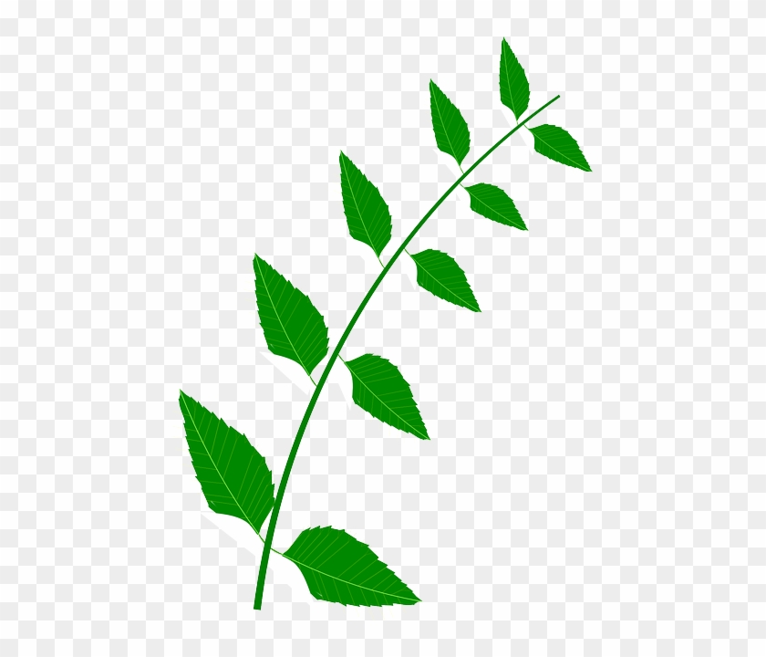 Bitter, Leaves, Medicine, Plant, Green - Medicine #953727