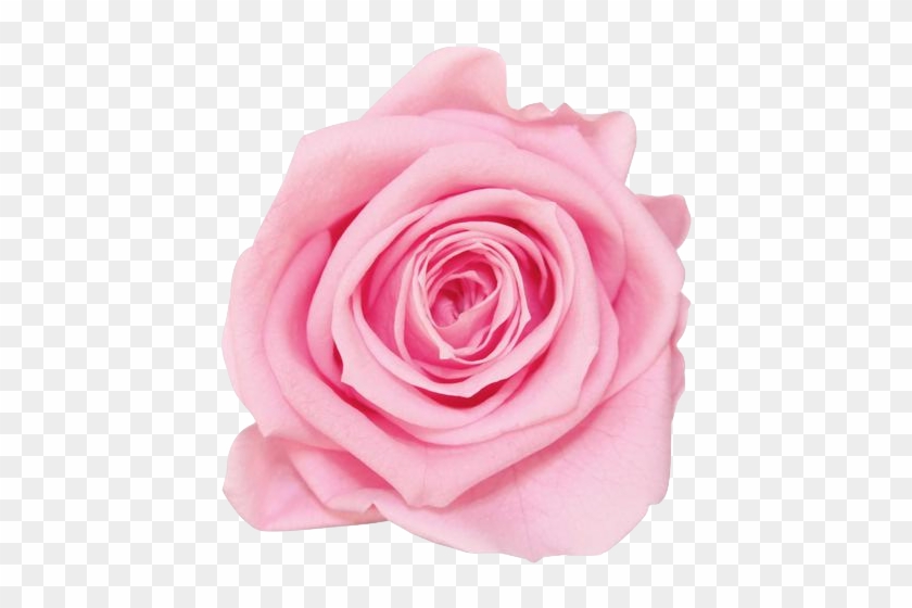 La Fabuleuse With 25 Eternal Roses - Rose #953758
