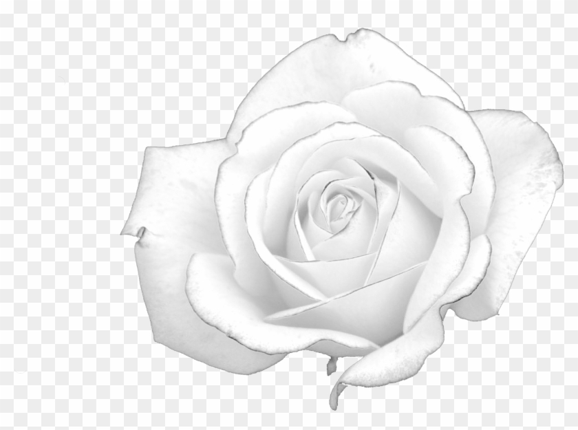 Rose Black And White - White Rose Hunger Games #953810