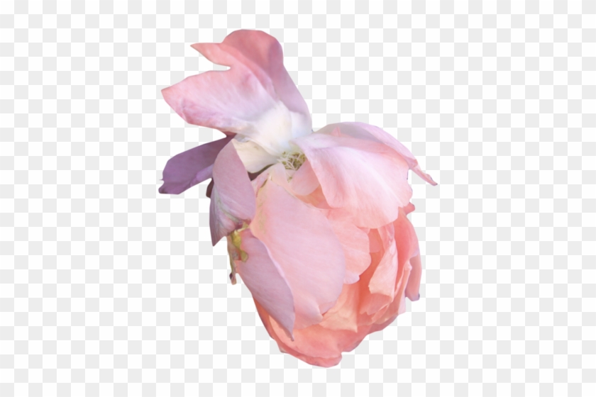 Png Gül Resimleri, Harika Png Gül Resimleri, Süper - Garden Roses #953853